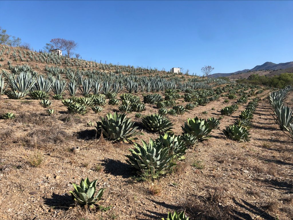 Agave | Los Siete Misterios | Food For Thought