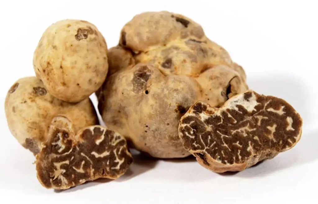 Bianchetto Truffle (Tuber borchii) | The World of Truffles | Food For Thought