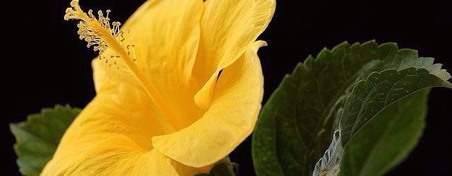 Food For Thought - Yellow Hibiscus