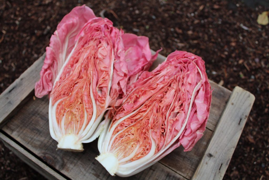 Rosa Chicory | To Eat Or Not To Eat Food Trends for 2024 | Food For Thought