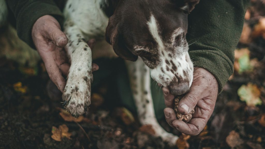 Truffle Hunting | The World of Truffles | Food For Thought