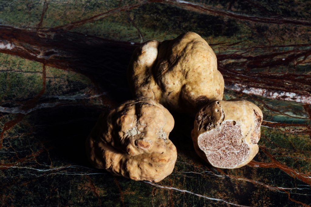 White Truffle (Tuber magnatum) | The World of Truffles | Food For Thought